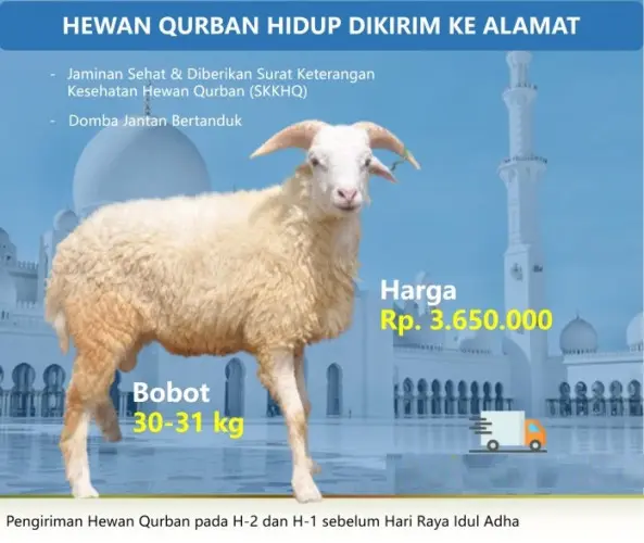 Kurban - Qurban Domba  kramatwatu serang