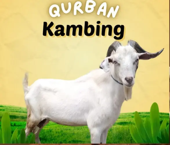 Kurban - Qurban Kambing  kramatwatu serang