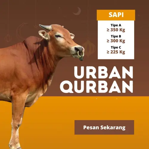 Kurban - Qurban Sapi  kramatwatu serang